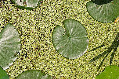 神谷英树表示《猎天使魔女3》将超越所有期待